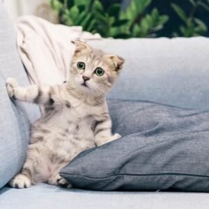 Litière Végétale Ultra-Absorbante