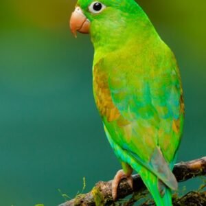 Cage Volière Perroquet Pro