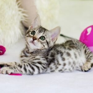 Substrat Cocofibres Naturel